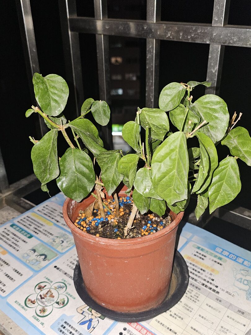 茉莉花入冬後葉子呈現垂落狀