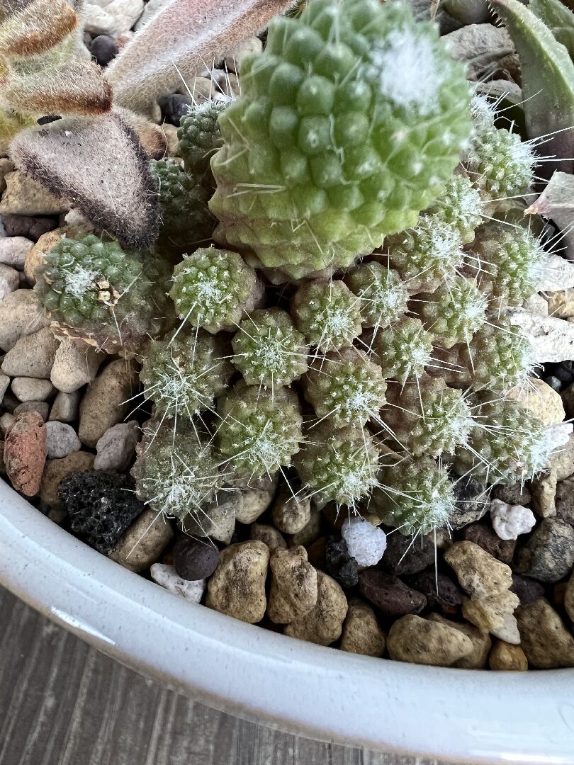 仙人掌變黃，表面有點腐壞