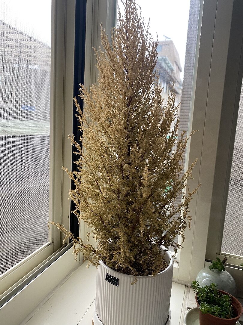 香冠柏整株變黃