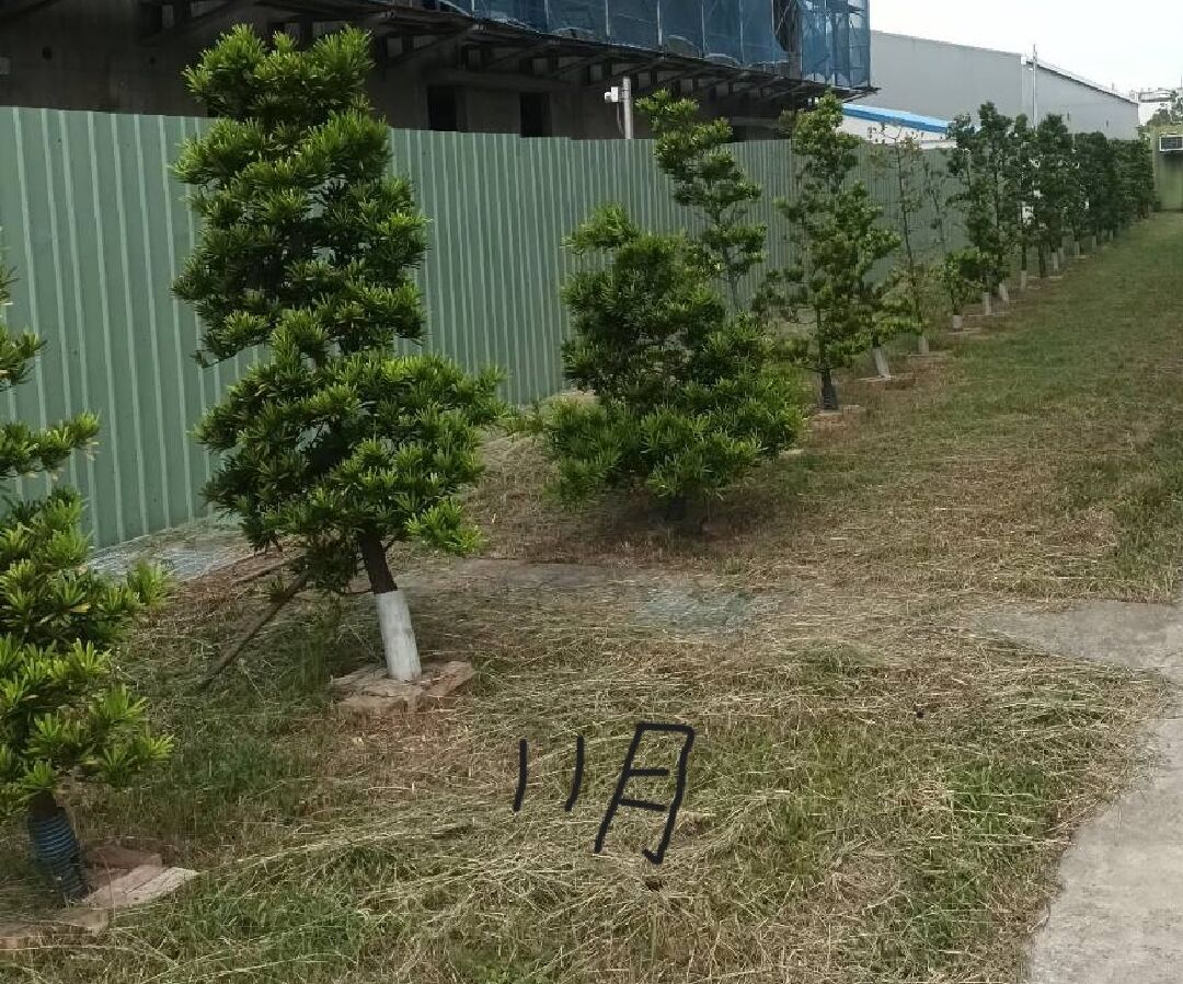 羅漢松變黃如何判定原因