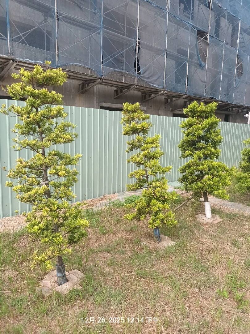 羅漢松變黃如何判定原因