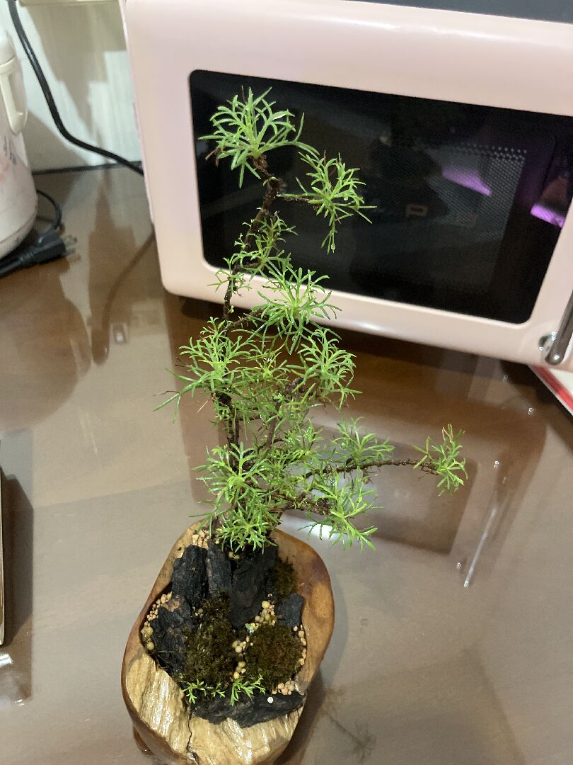 不知道這是什麼植物