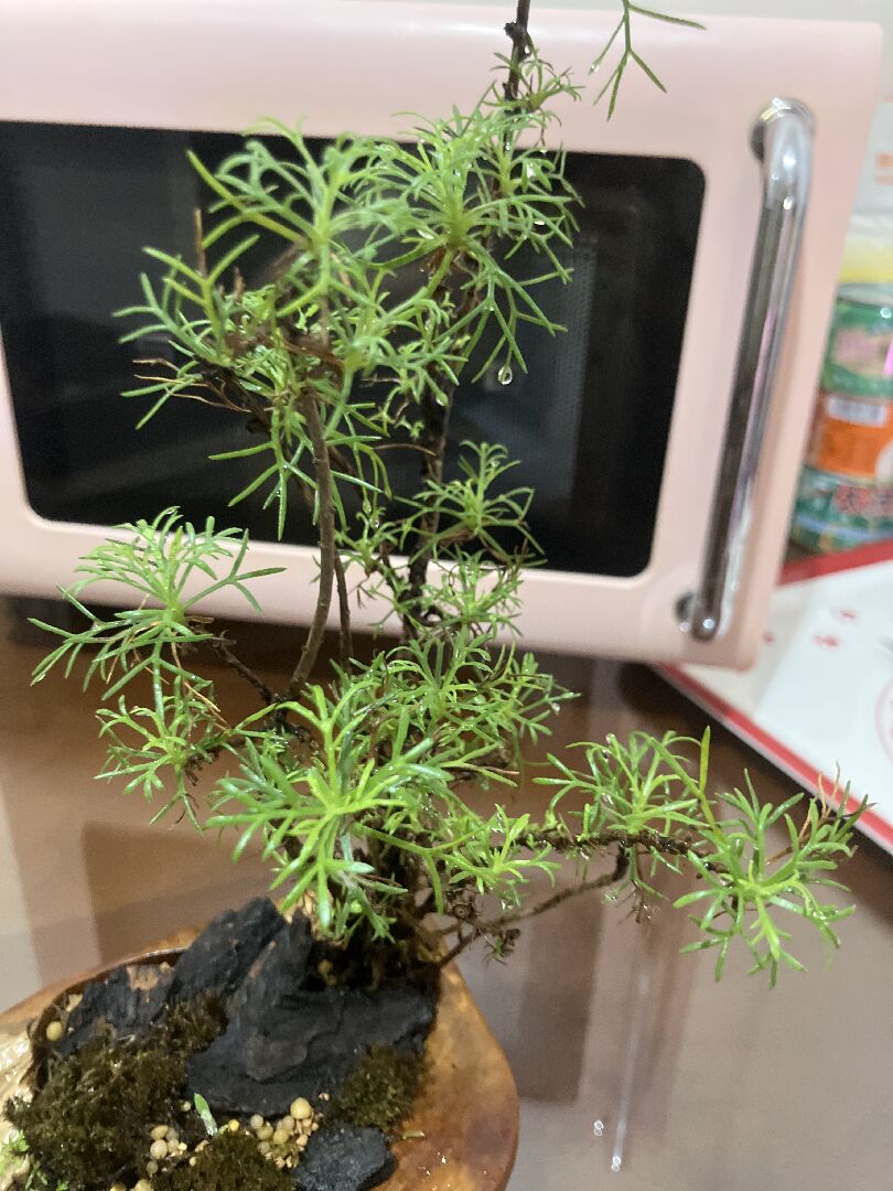 不知道這是什麼植物