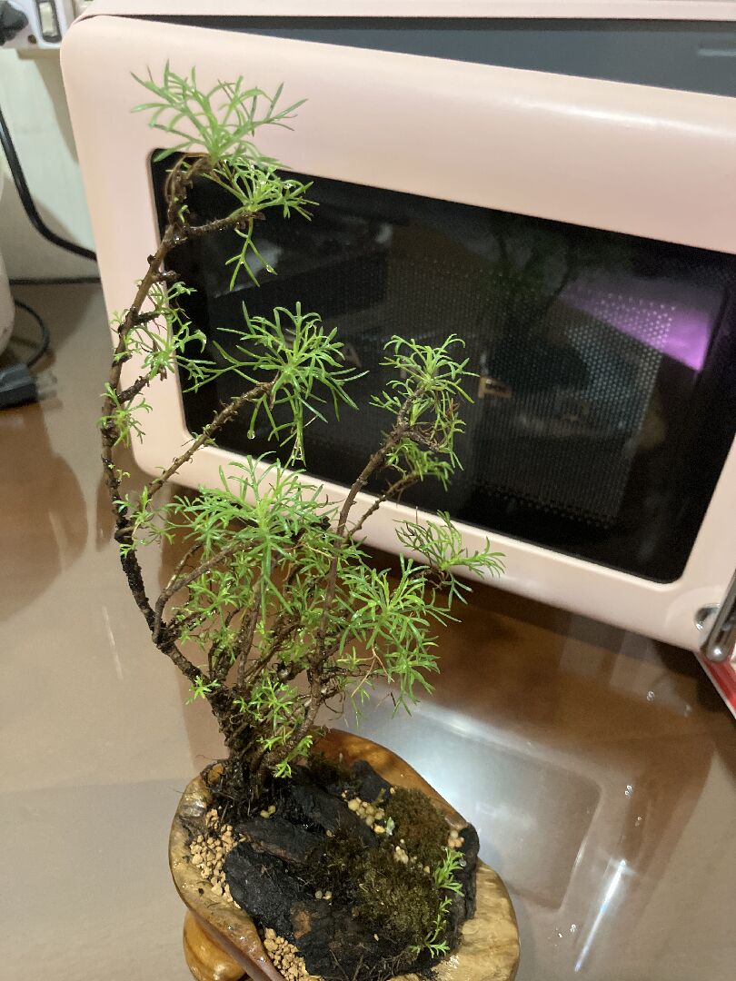 不知道這是什麼植物