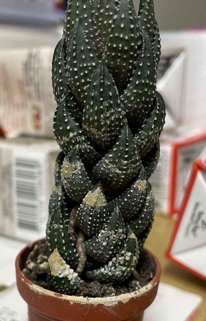 仙人掌有白白黃黃的東西，但我不知道該怎麼辦