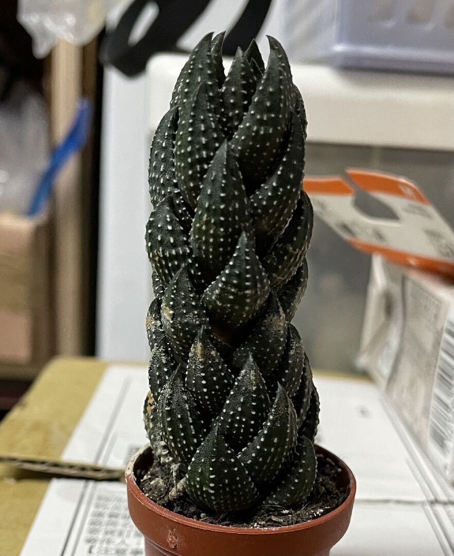 仙人掌有白白黃黃的東西，但我不知道該怎麼辦