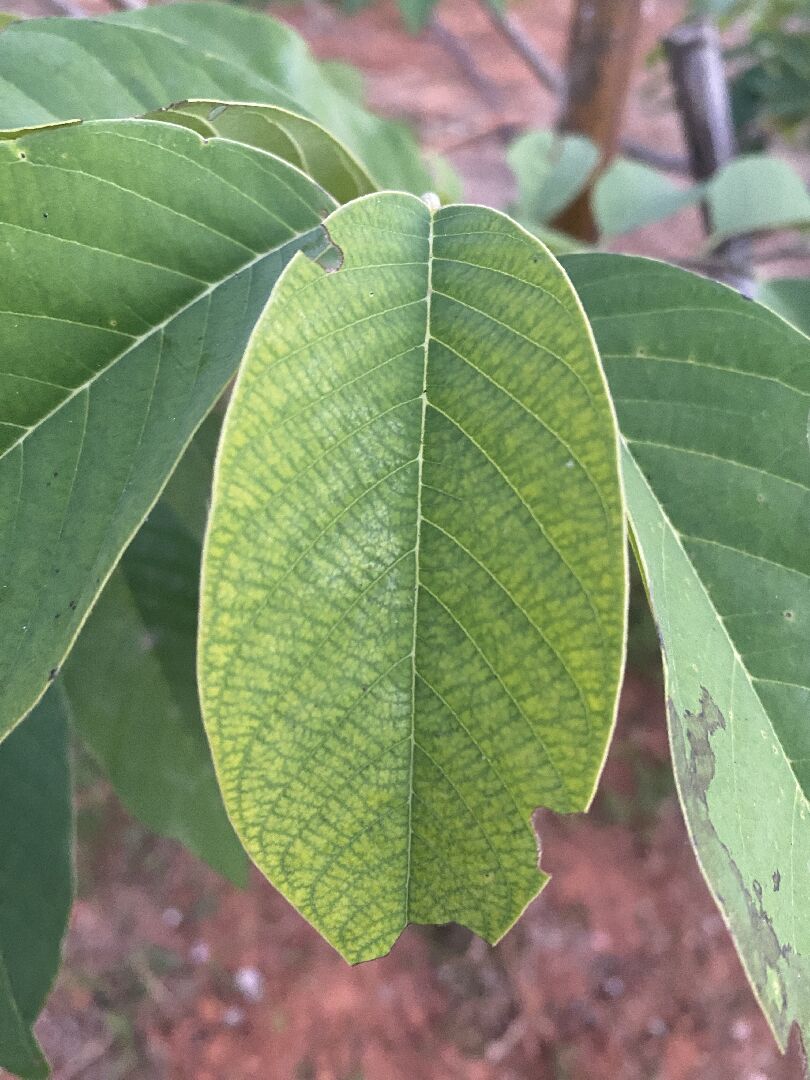 凤梨释迦叶片发黄