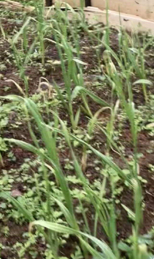 蒜苗，有乾枯