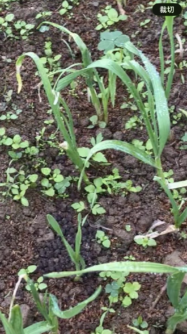 蒜苗，有乾枯