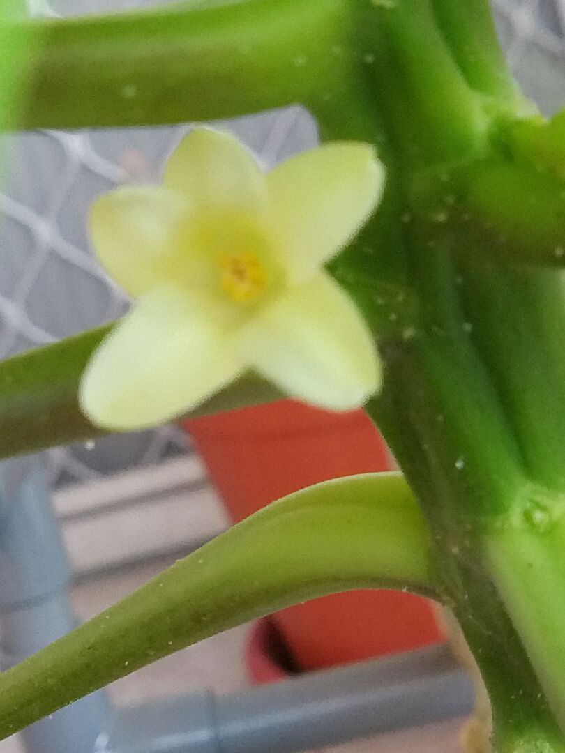 請問這是雙性還是公母分株的阿