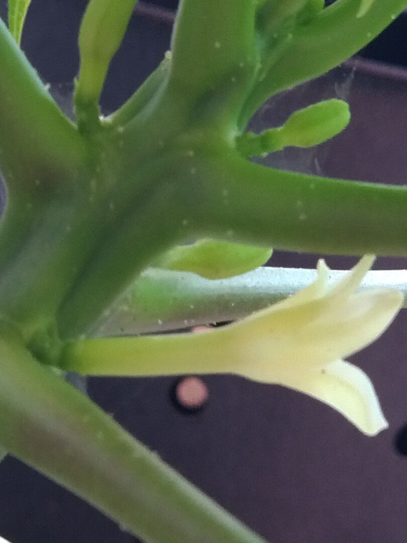 請問這是雙性還是公母分株的阿