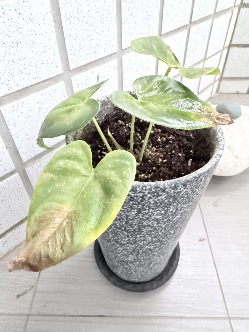 火鶴葉黃, 有小黑蟲