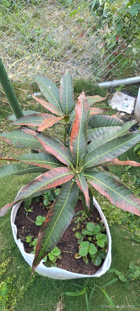 請問芒果樹葉子怎麼了