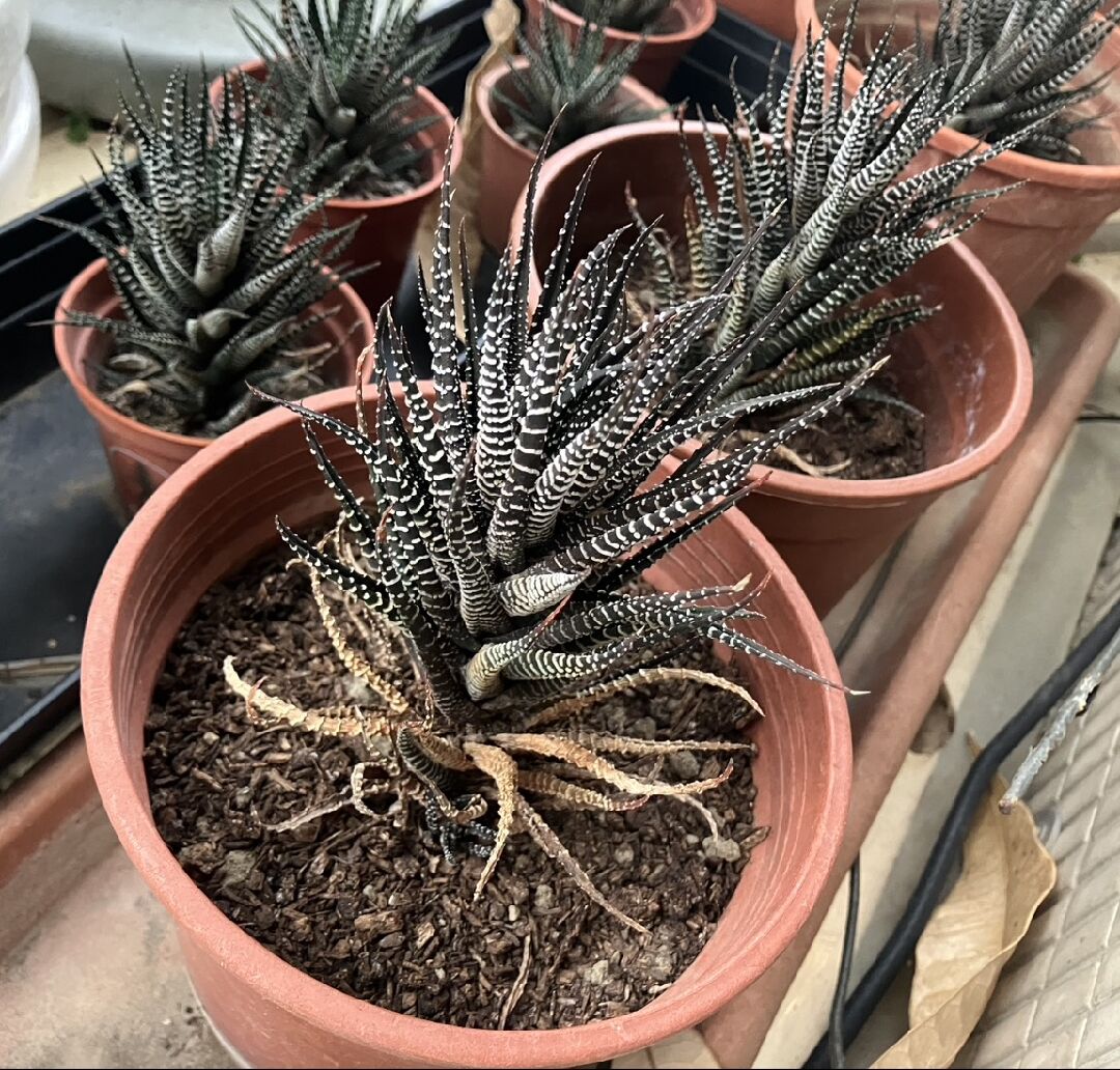 十二之卷逐漸乾枯