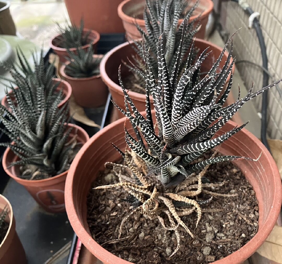 十二之卷逐漸乾枯