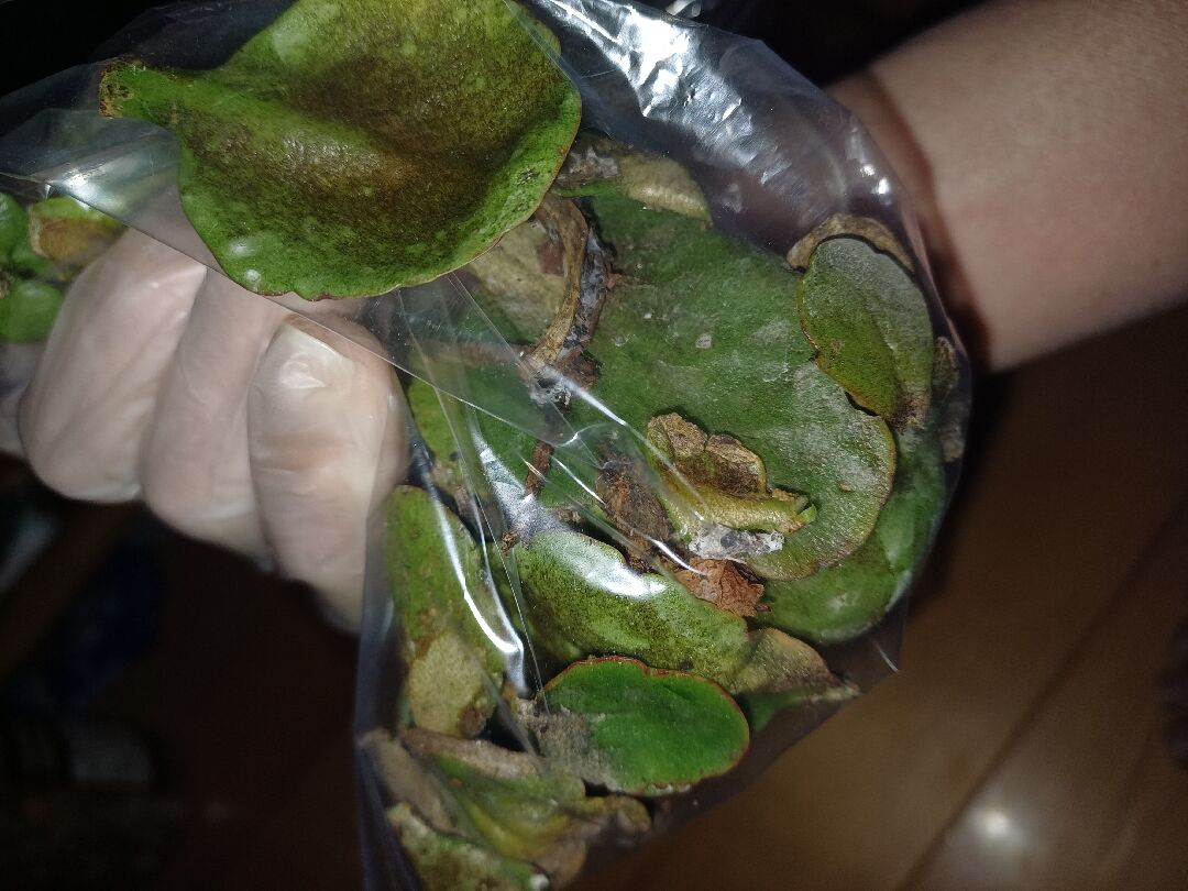 長壽花未知病害