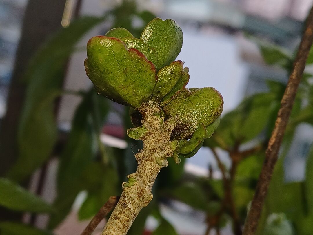 長壽花未知病害