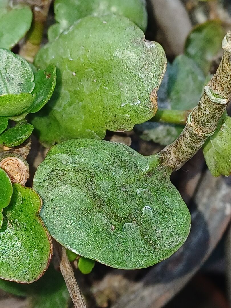 長壽花未知病害