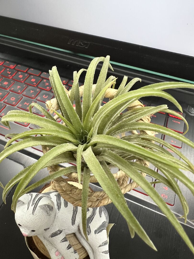 請問空氣鳳梨的品種，還有不夠綠是什麼原因？