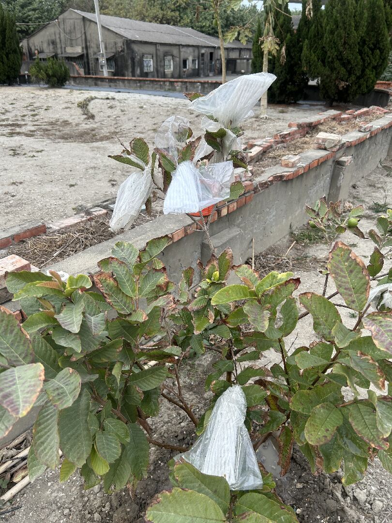 芭樂葉變成咖啡色
