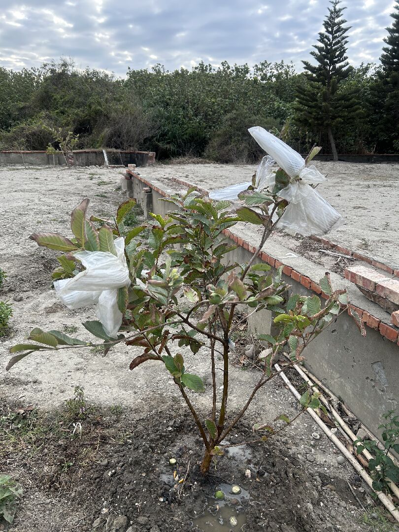 芭樂葉變成咖啡色