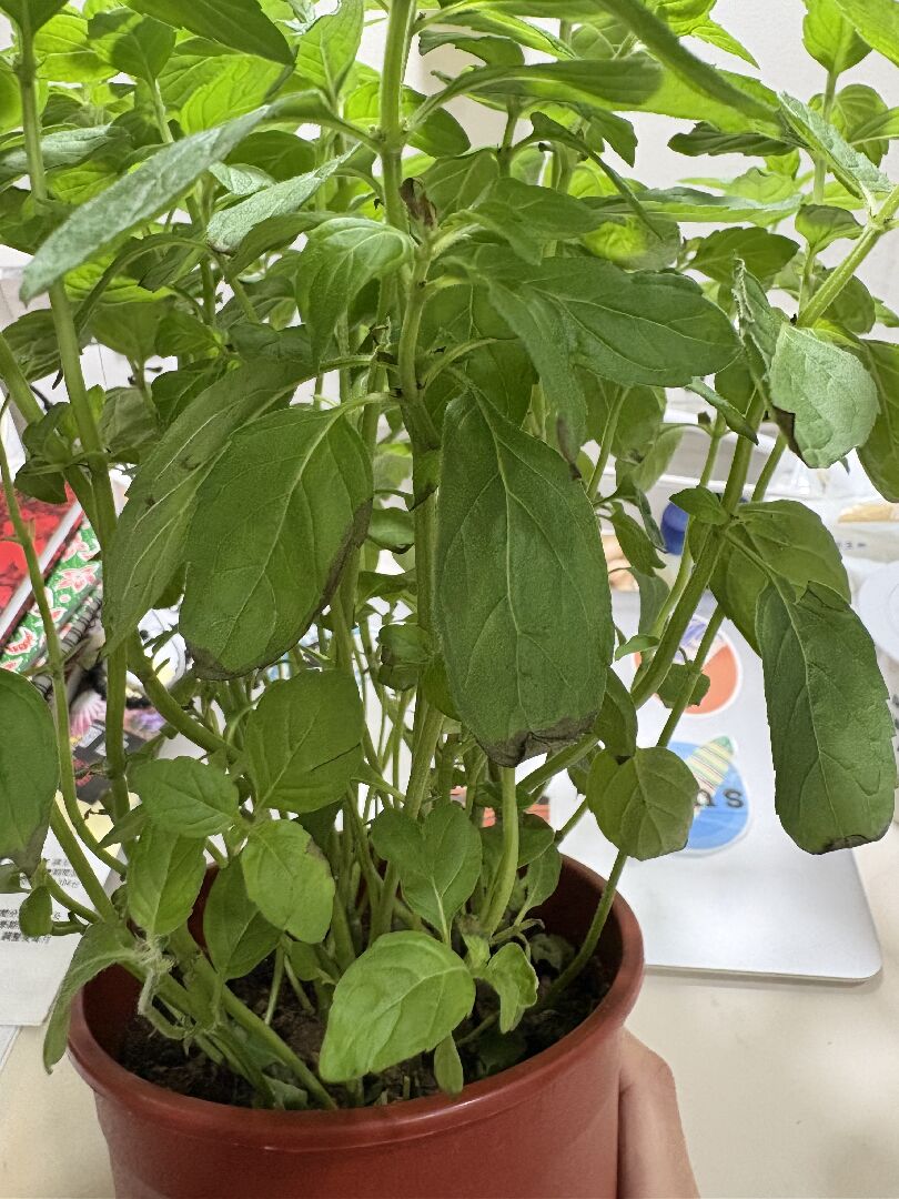 茱莉亞甜薄荷狀況及治療方式