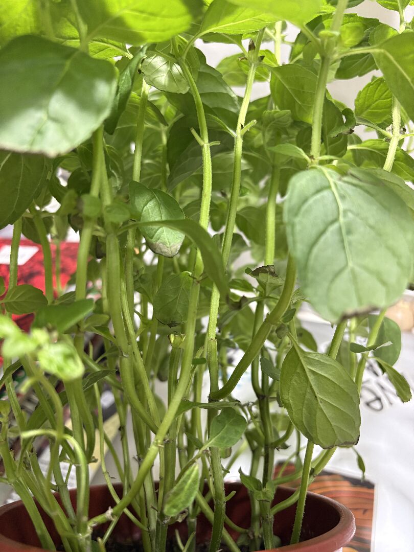 茱莉亞甜薄荷狀況及治療方式