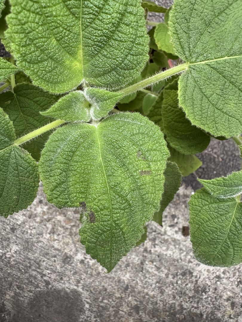 水果鼠尾草狀況及治療