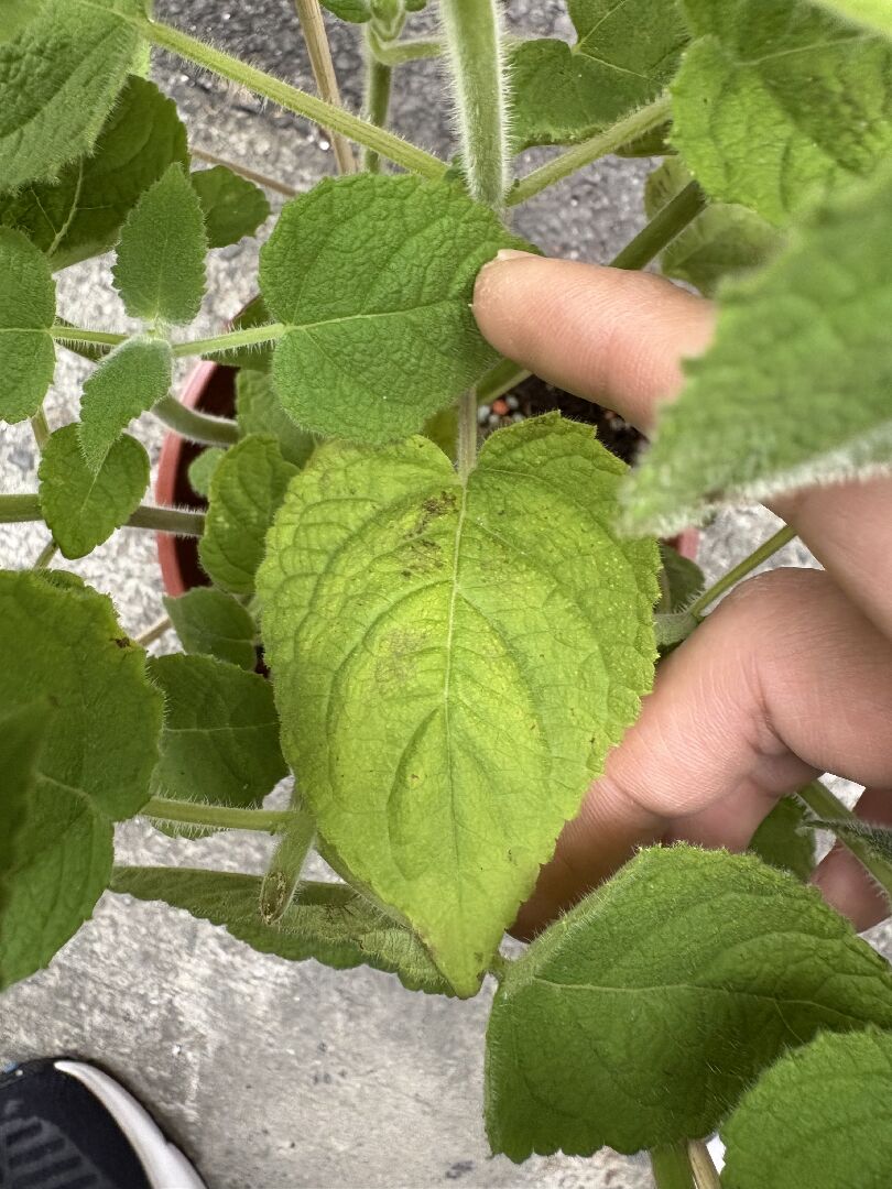 水果鼠尾草狀況及治療