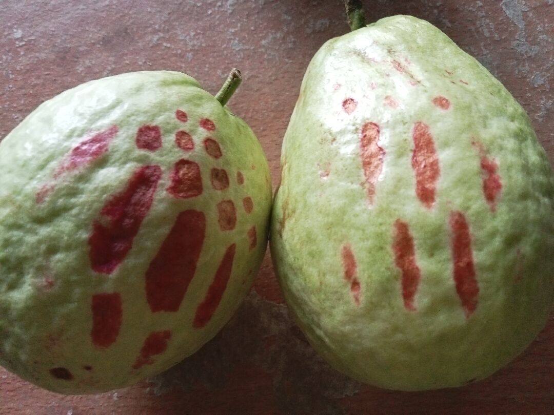 芭樂果皮紅斑是保麗龍套造成的嗎？