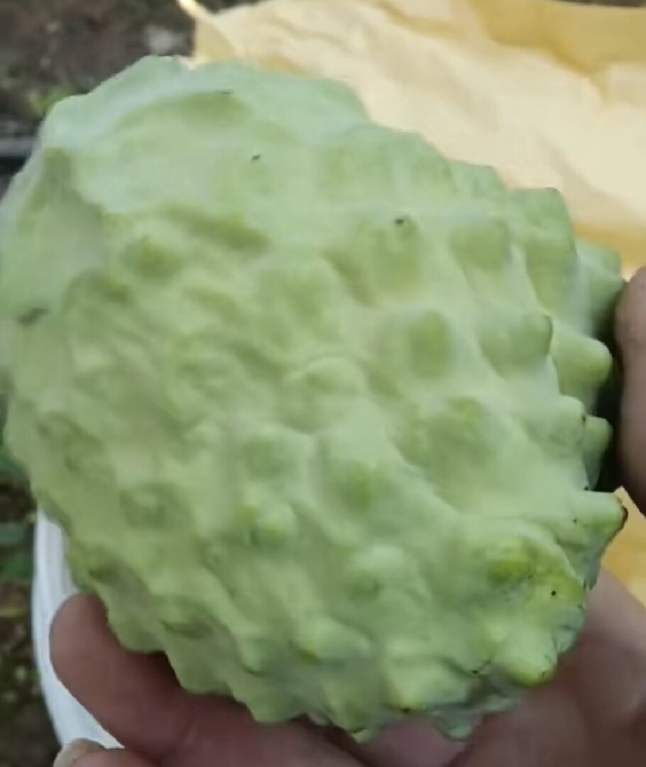 凤梨释迦成熟果实有黑头啥原因？