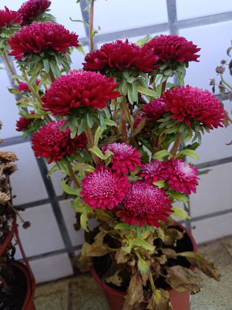 請問應如何養護