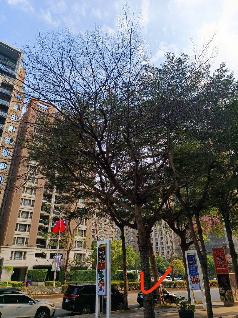 此棵小葉欖仁病因與後續預防