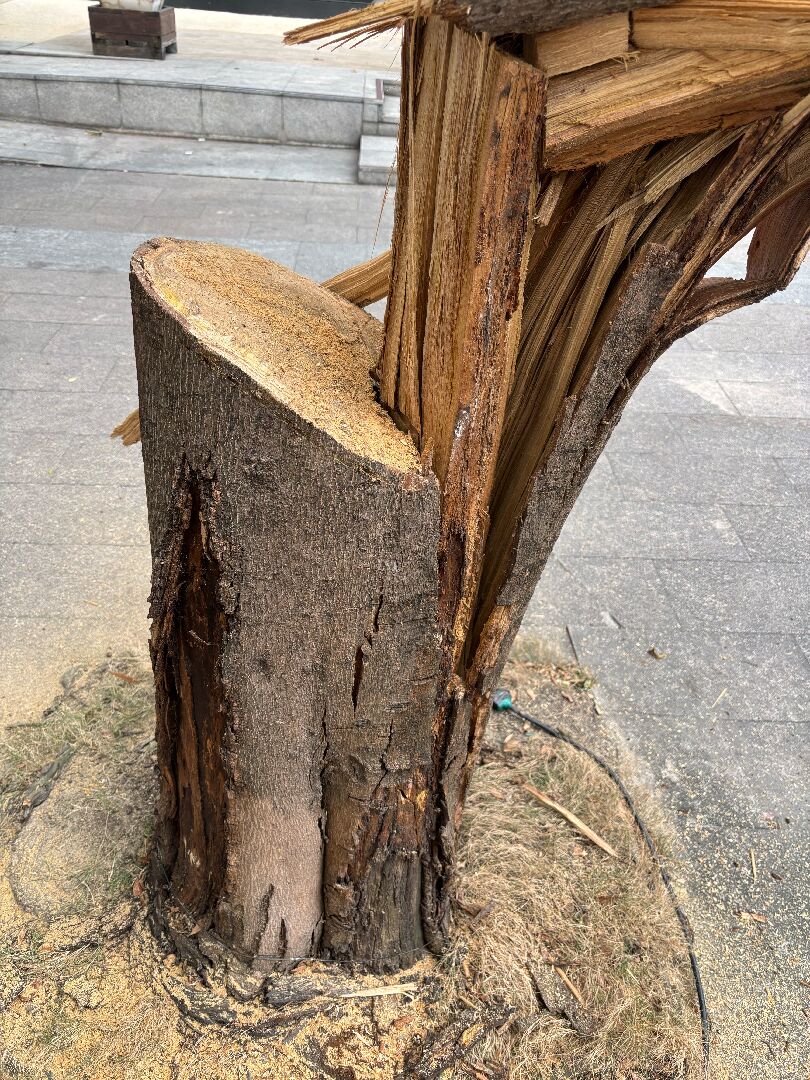 此棵小葉欖仁病因與後續預防