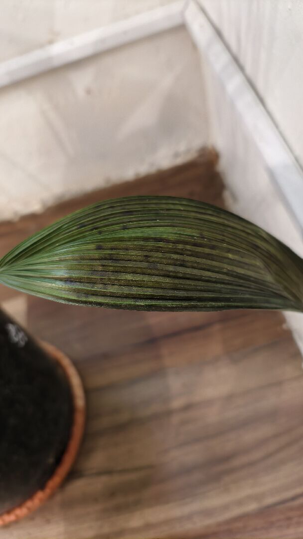 圓葉蒲葵葉子出現深褐色斑塊