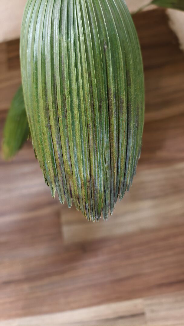 圓葉蒲葵葉子出現深褐色斑塊