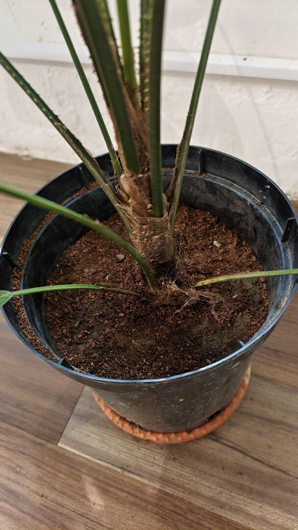 圓葉蒲葵葉子出現深褐色斑塊