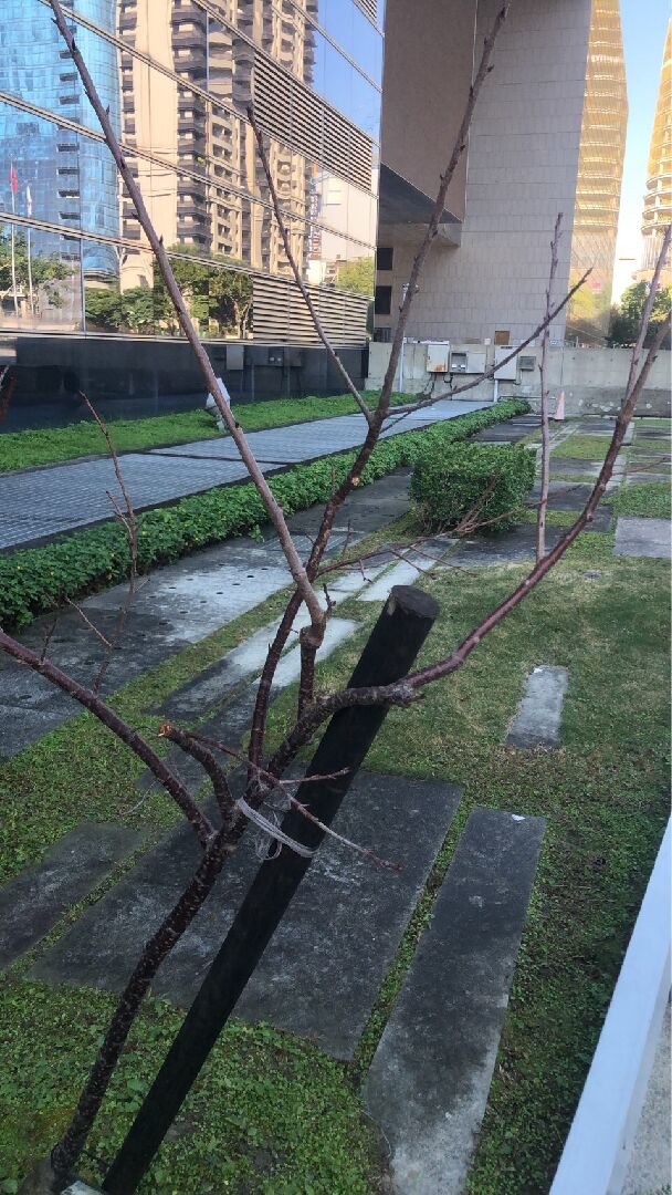 櫻花枝幹有發白變色跡象