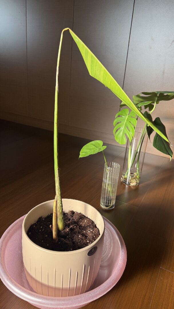 斑葉鳥蕉葉柄軟軟的沒有彈性