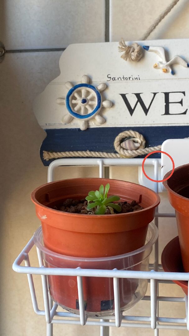 請問這是什麼蟲？該如何去除