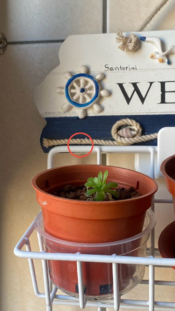 請問這是什麼蟲？該如何去除