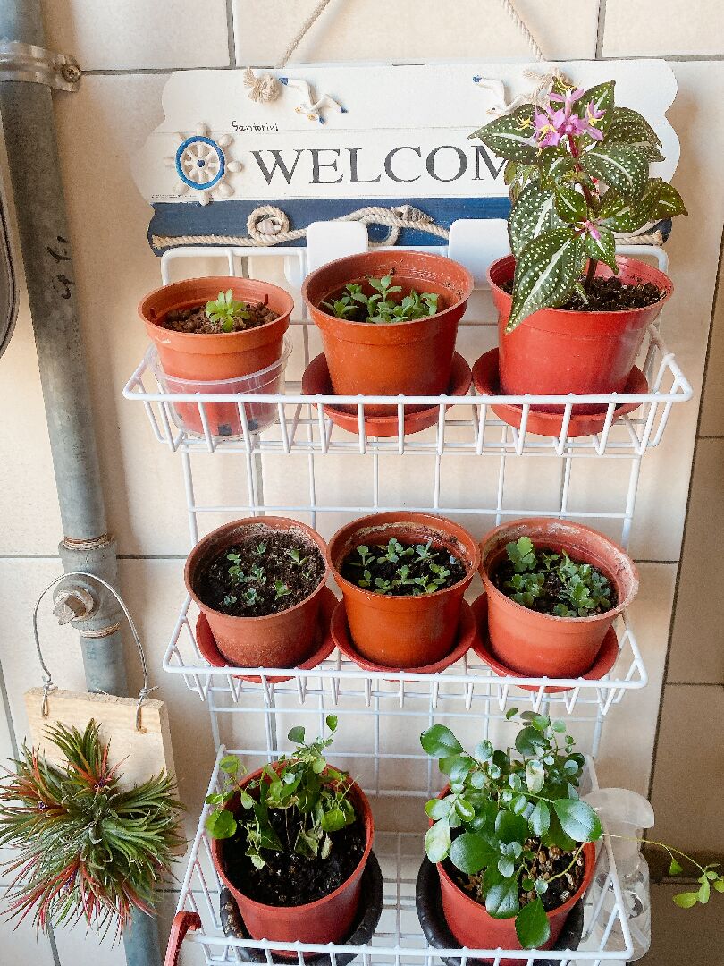 請問這是什麼蟲？該如何去除