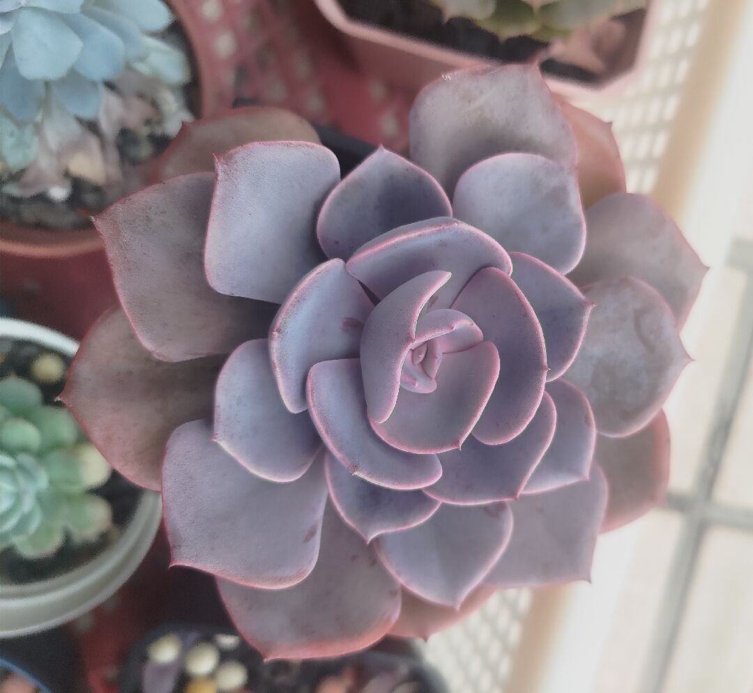 請問這是株多肉是什麼品種？