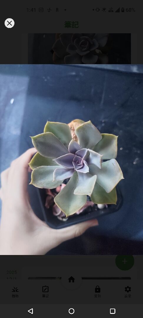 請問這是株多肉是什麼品種？