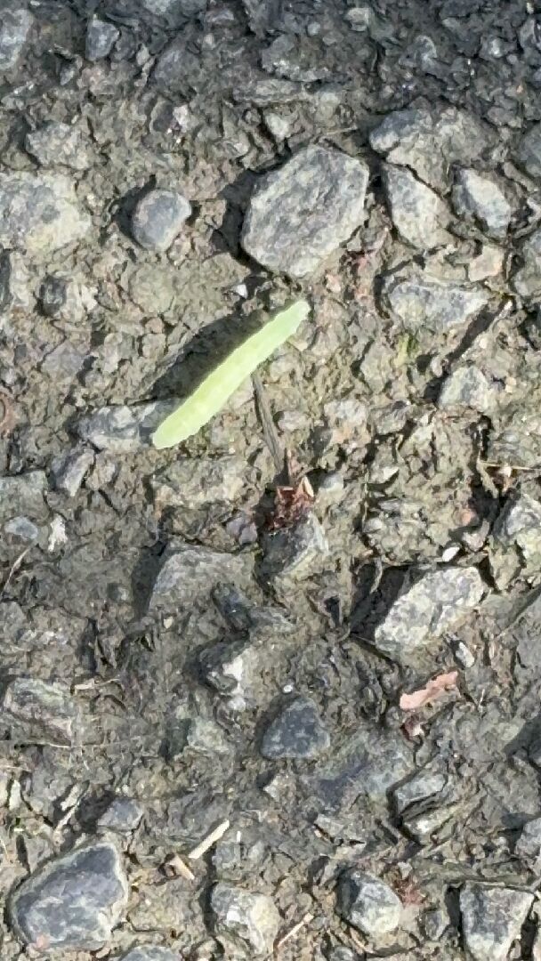 請問這是什麼蟲