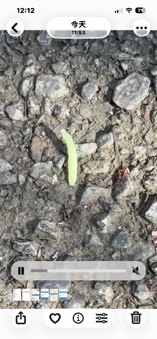 請問這是什麼蟲