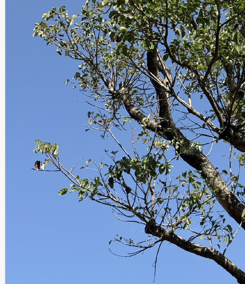 請問為什麼樹的頂端會沒有葉子，禿秃的