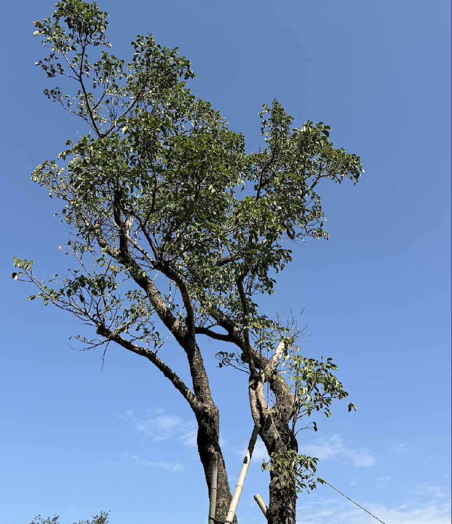 請問為什麼樹的頂端會沒有葉子，禿秃的