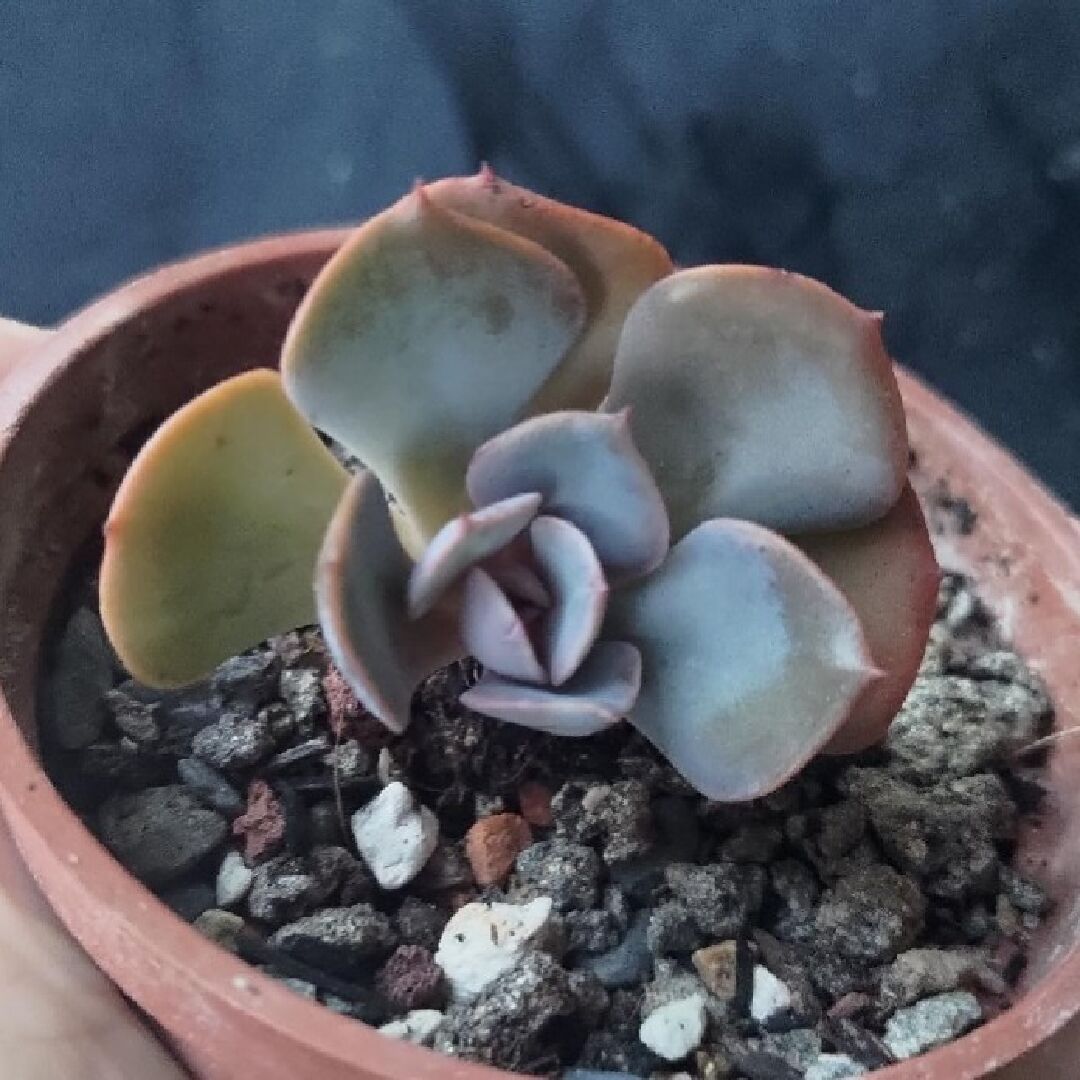 請問這多肉是什麼品種？