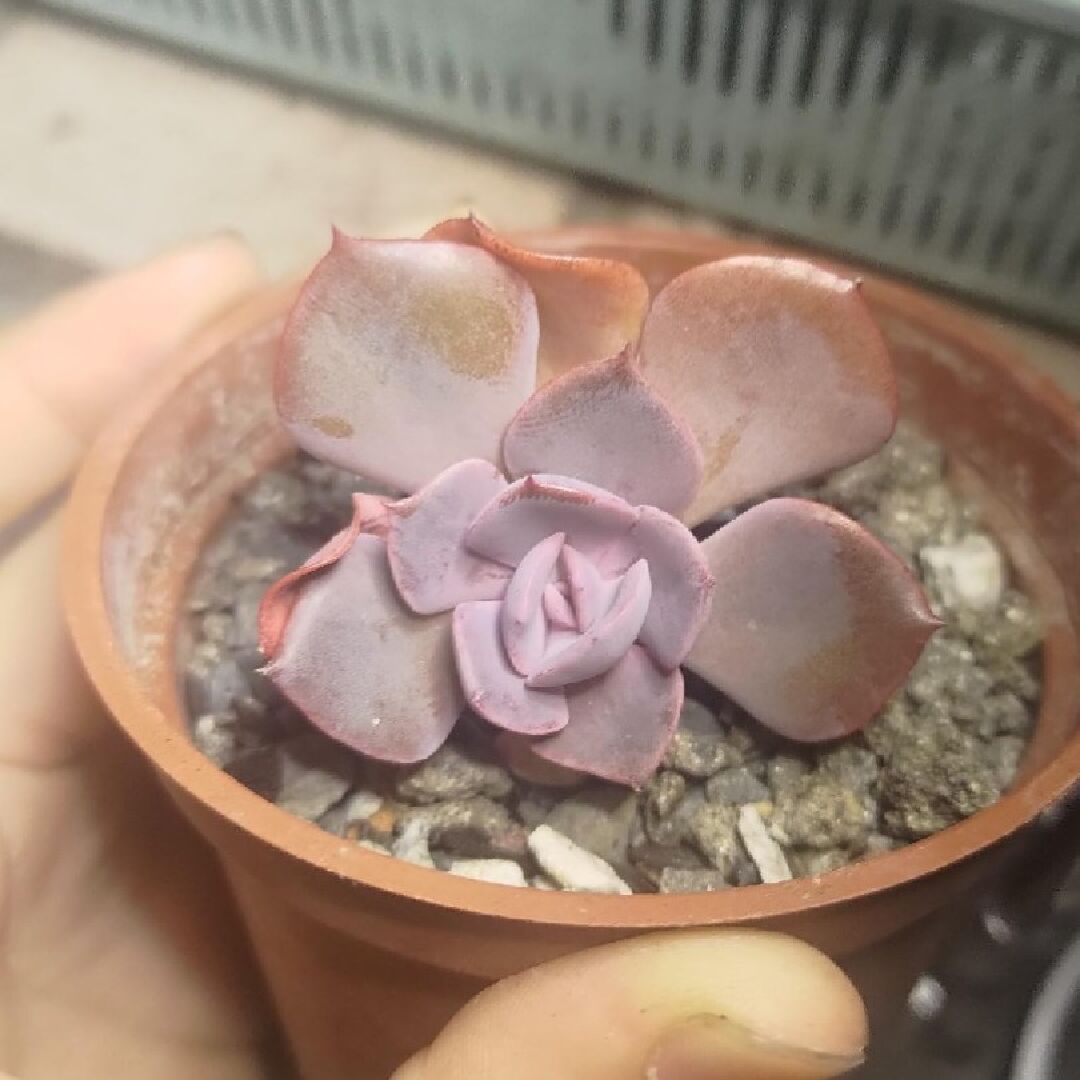 請問這多肉是什麼品種？